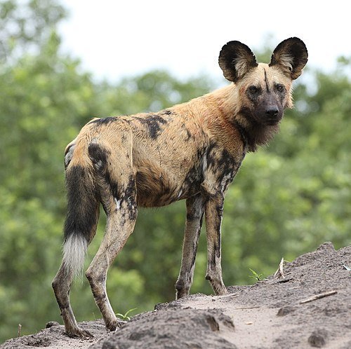 African_wild_dog,_Lycaon_pictus_at_Savuti,_Chobe_National_Park,_Botswana